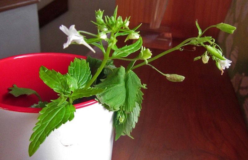 Nemesia fourcadei photo 2