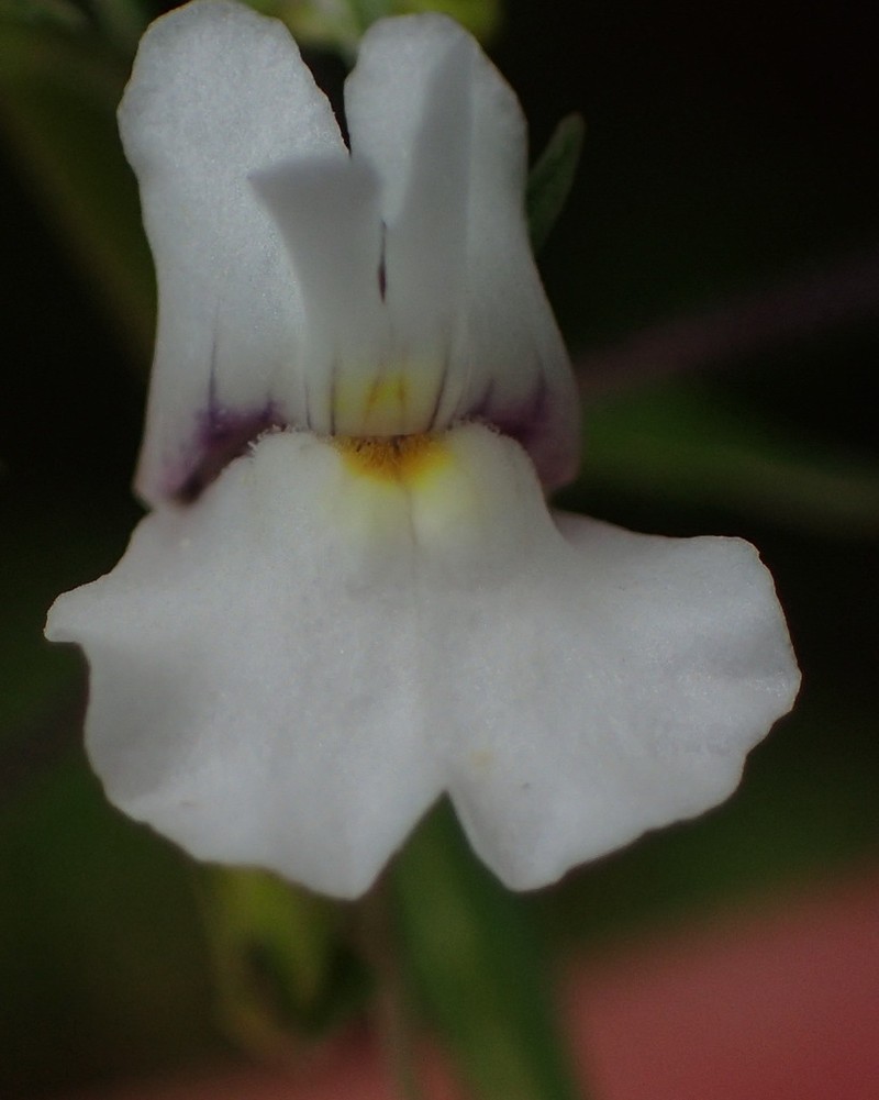 Nemesia fourcadei photo 3
