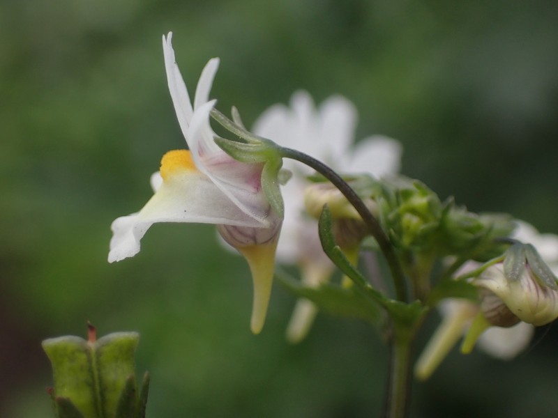 Nemesia fourcadei photo 4