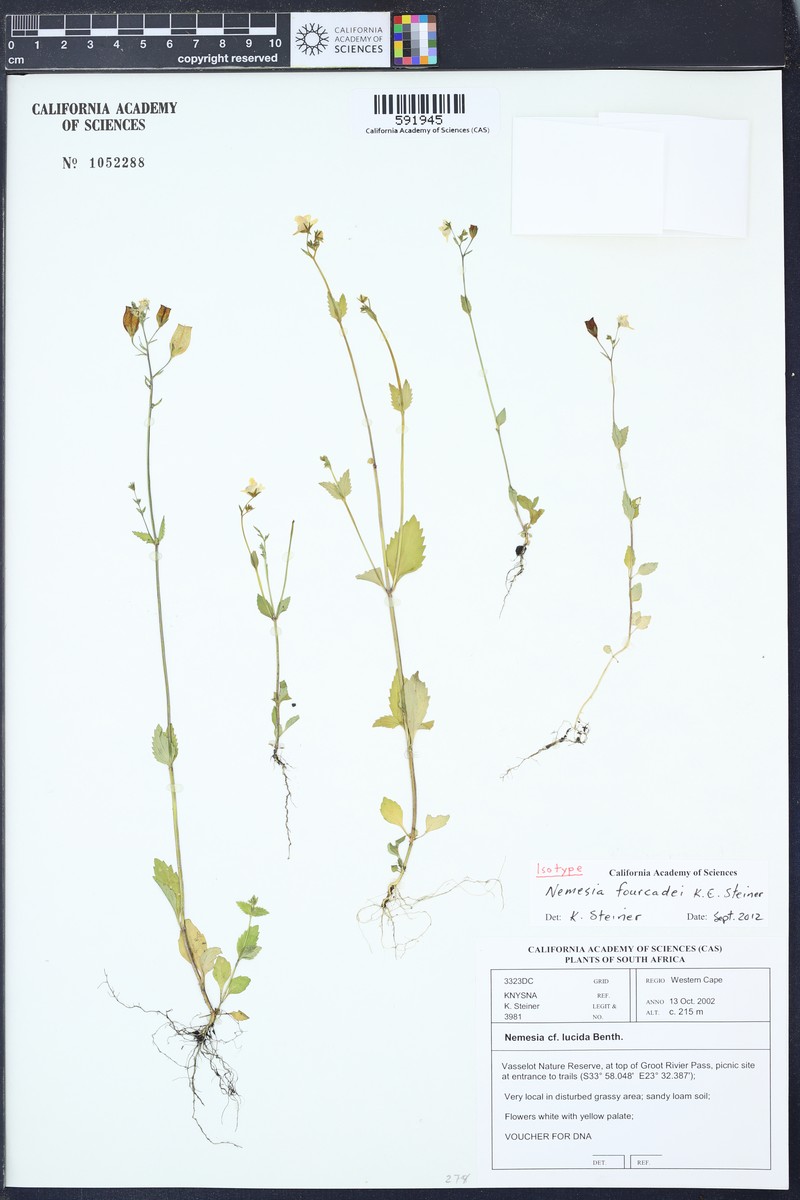 Nemesia fourcadei photo 5