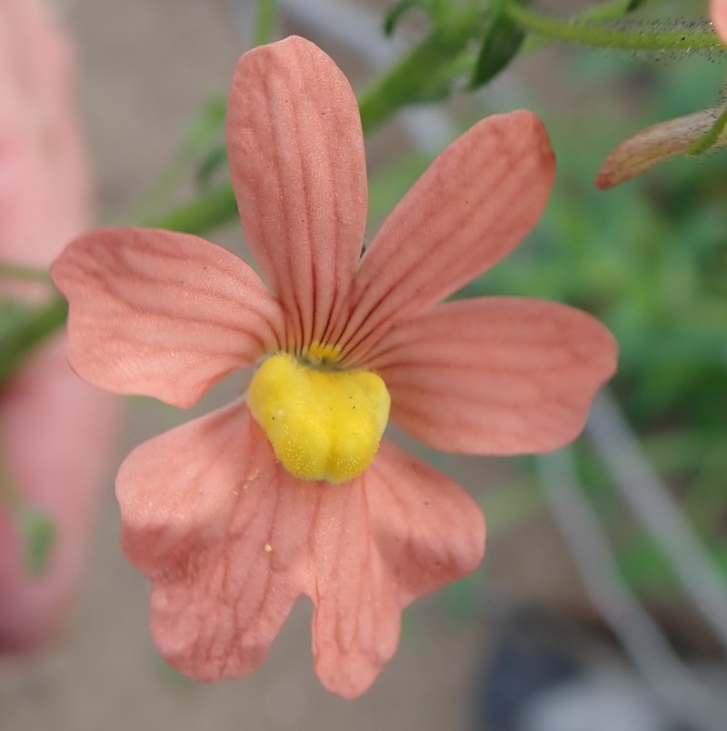 Nemesia versicolor var. versicolor