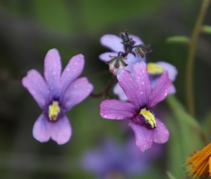 Nemesia versicolor var. versicolor photo 2
