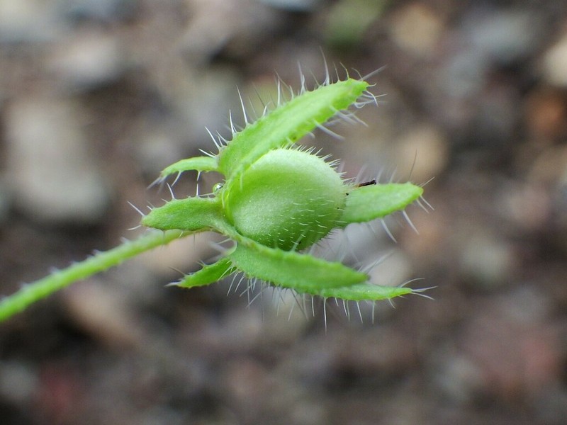 Basin Nemophila photo 3