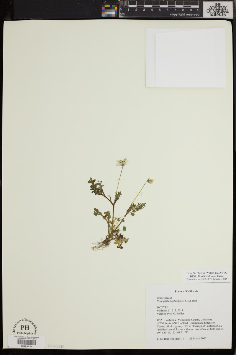 Nemophila hoplandensis