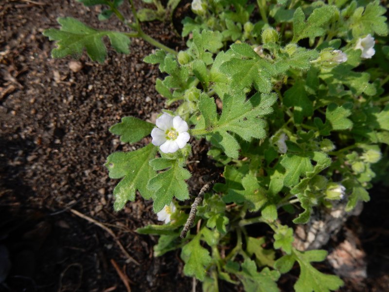 Kirtley'S Nemophila