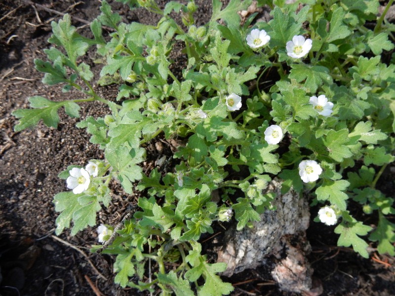 Kirtley'S Nemophila
