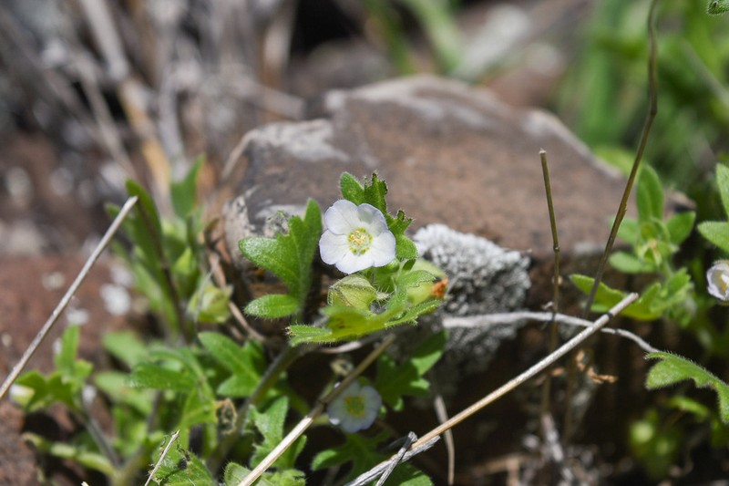 Kirtley'S Nemophila photo 2