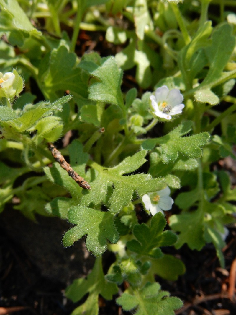 Kirtley'S Nemophila photo 3