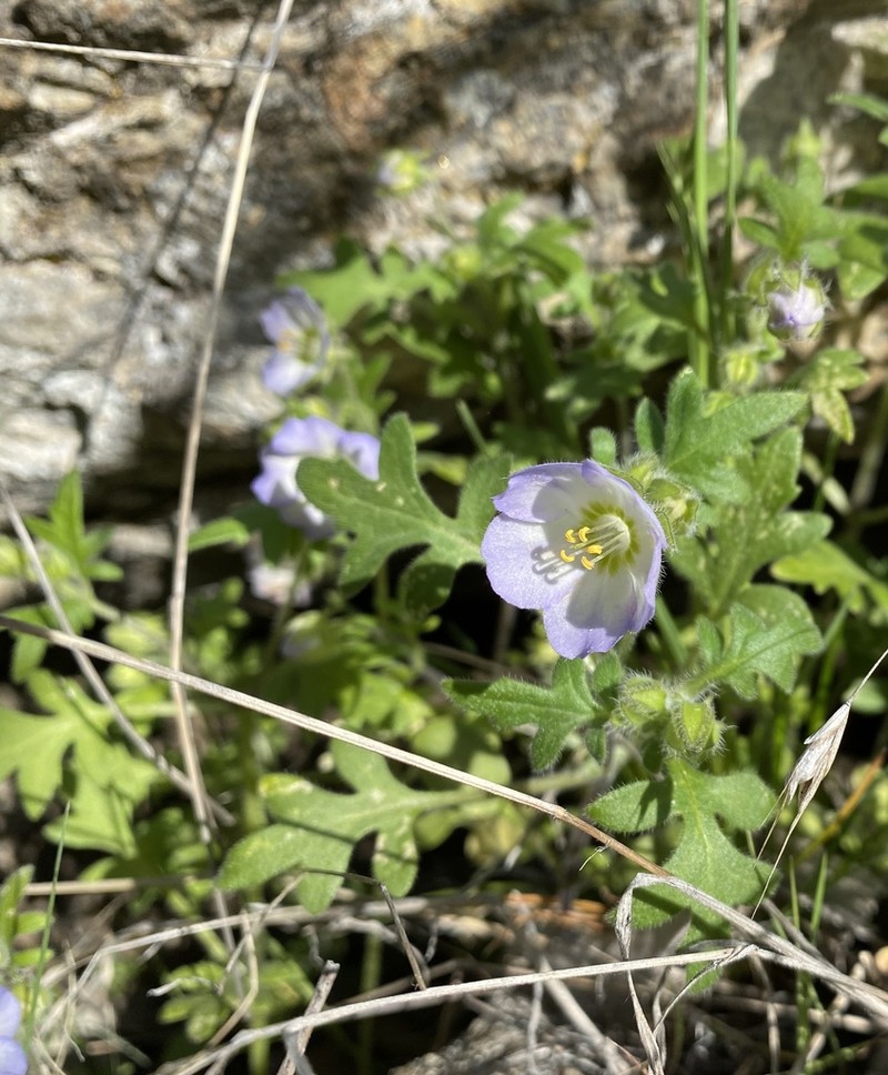 Kirtley'S Nemophila photo 4