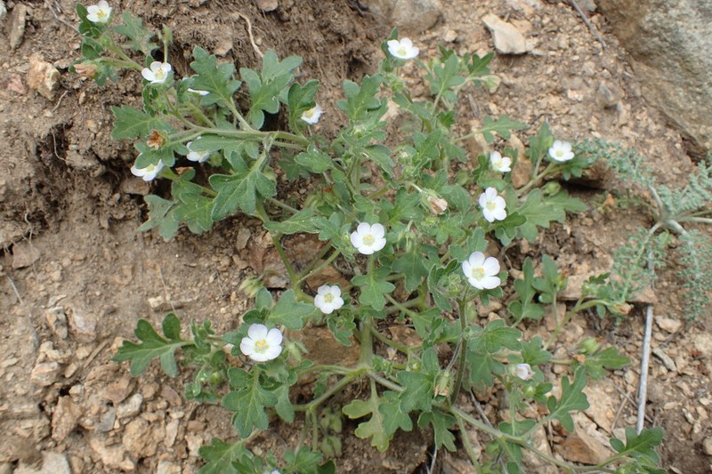 Kirtley'S Nemophila photo 5