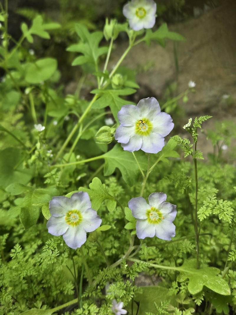 Kirtley'S Nemophila photo 6