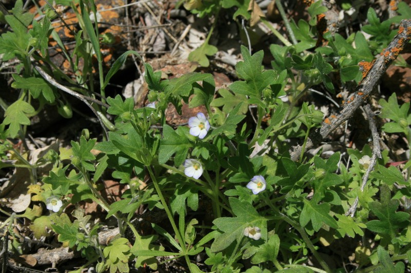 Kirtley'S Nemophila photo 7