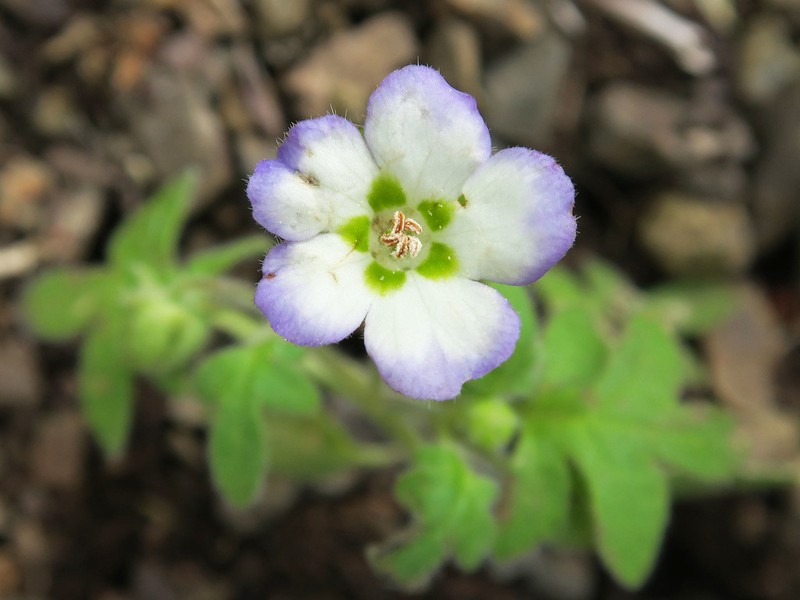Kirtley'S Nemophila photo 8