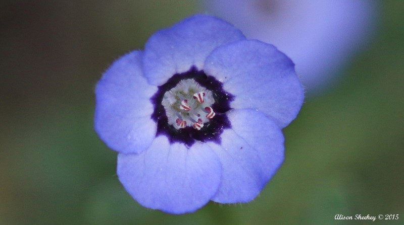 Baby Blue Eyes photo 5