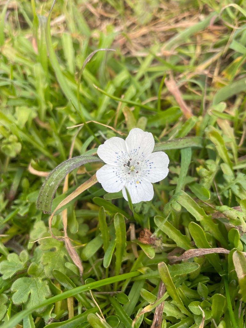 Nemophila menziesii var. atomaria