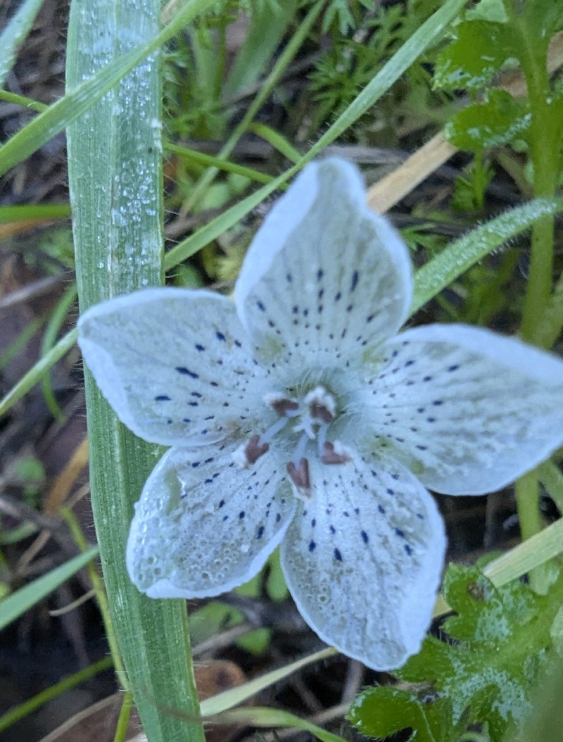 Nemophila menziesii var. atomaria photo 2