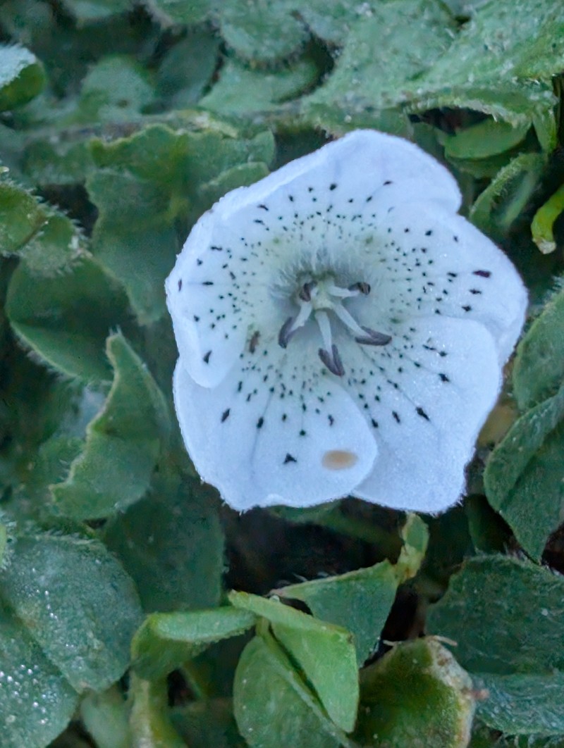 Nemophila menziesii var. atomaria photo 3
