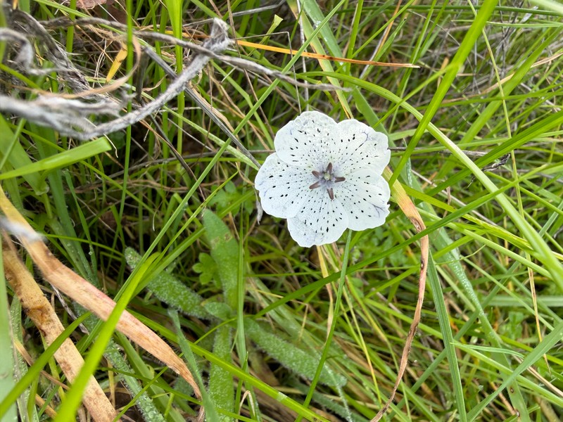 Nemophila menziesii var. atomaria photo 4