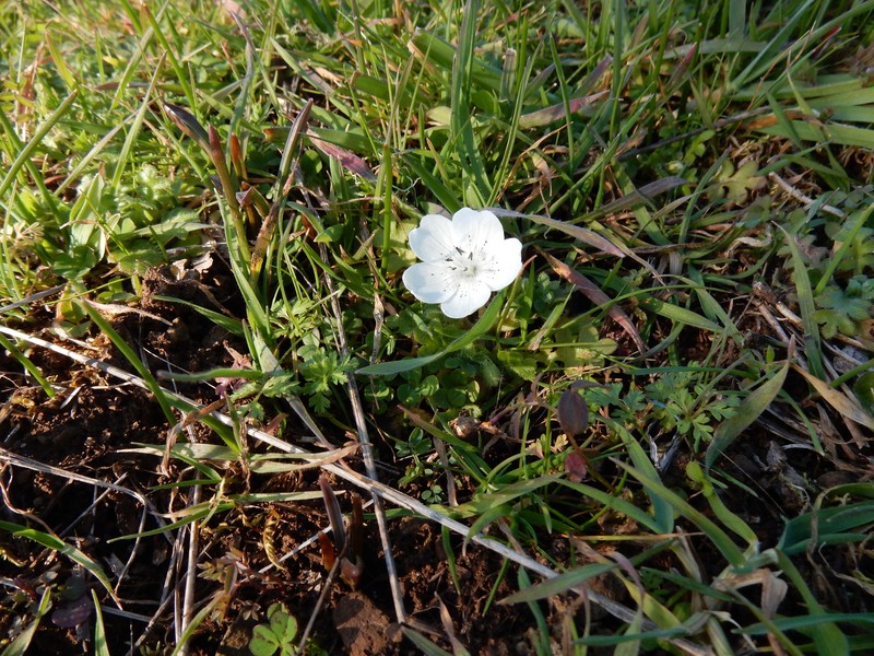 Nemophila menziesii var. atomaria photo 5