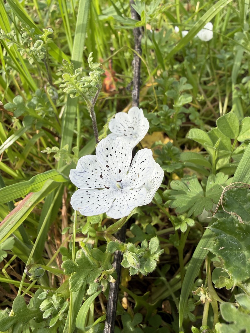 Nemophila menziesii var. atomaria photo 6