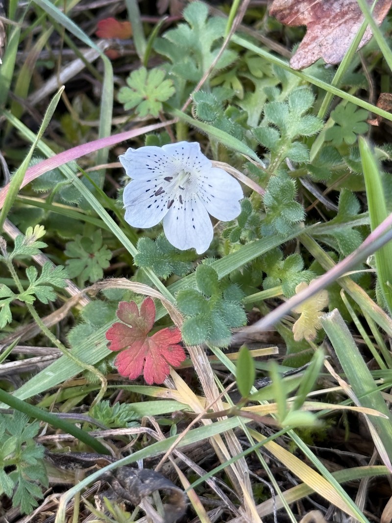 Nemophila menziesii var. atomaria photo 7