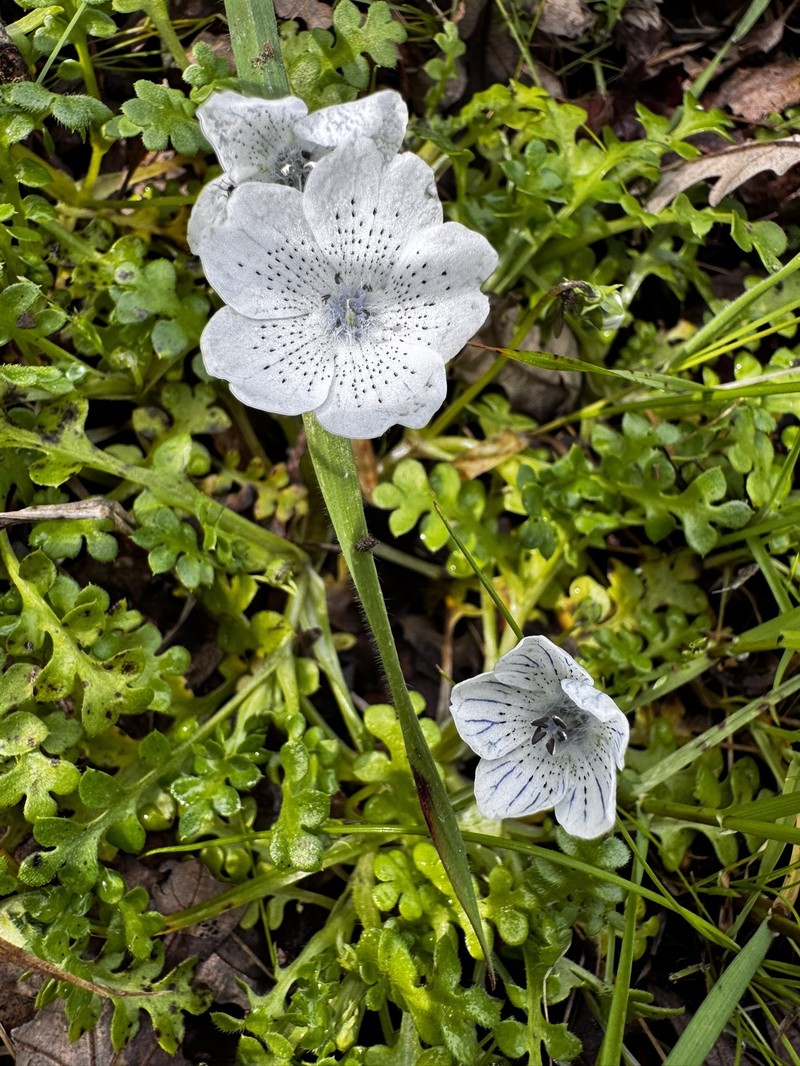 Nemophila menziesii var. atomaria photo 8