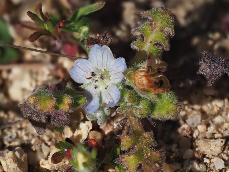 Nemophila menziesii var. integrifolia