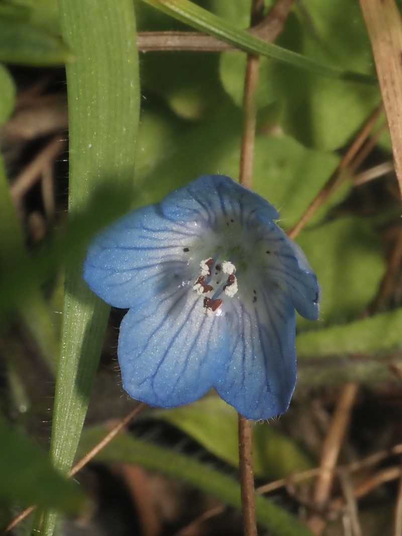 Nemophila menziesii var. integrifolia photo 2