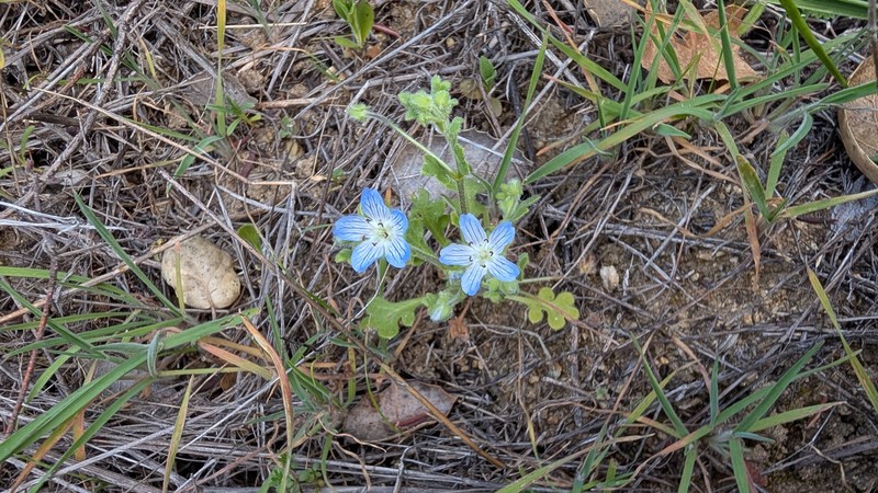 Nemophila menziesii var. integrifolia photo 3