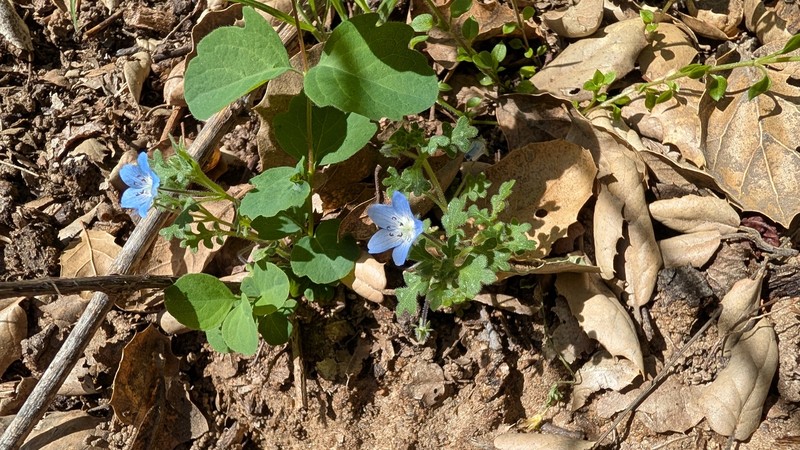 Nemophila menziesii var. integrifolia photo 4