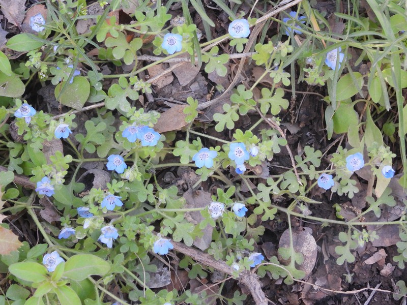 Nemophila menziesii var. integrifolia photo 5