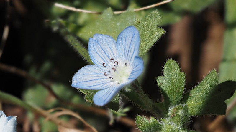 Nemophila menziesii var. integrifolia photo 6