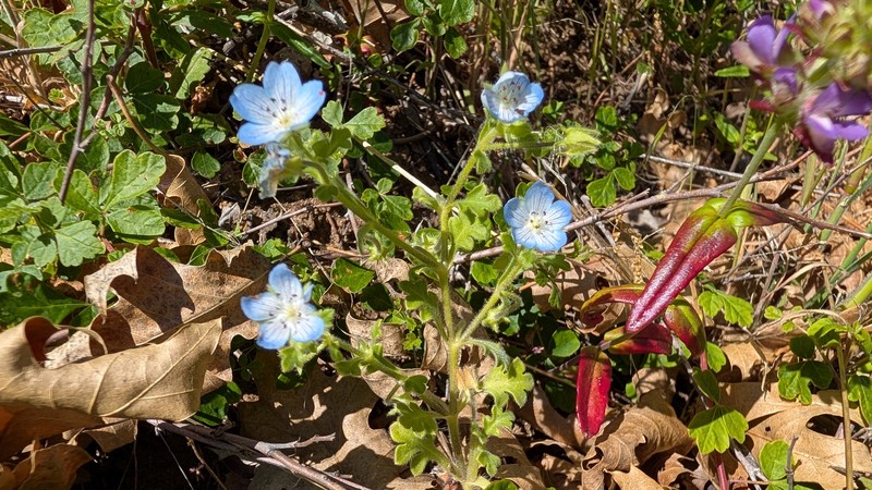 Nemophila menziesii var. integrifolia photo 7