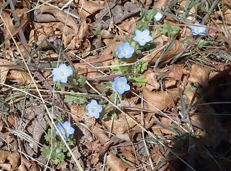 Nemophila menziesii var. integrifolia photo 8