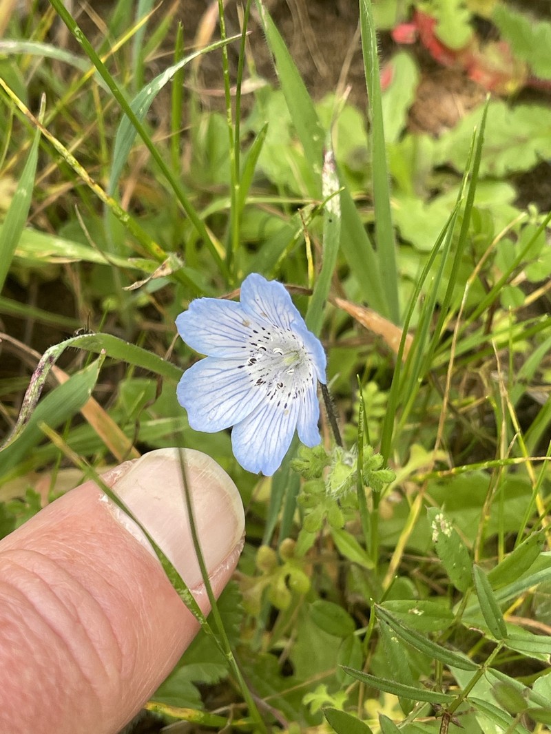 Nemophila menziesii var. menziesii