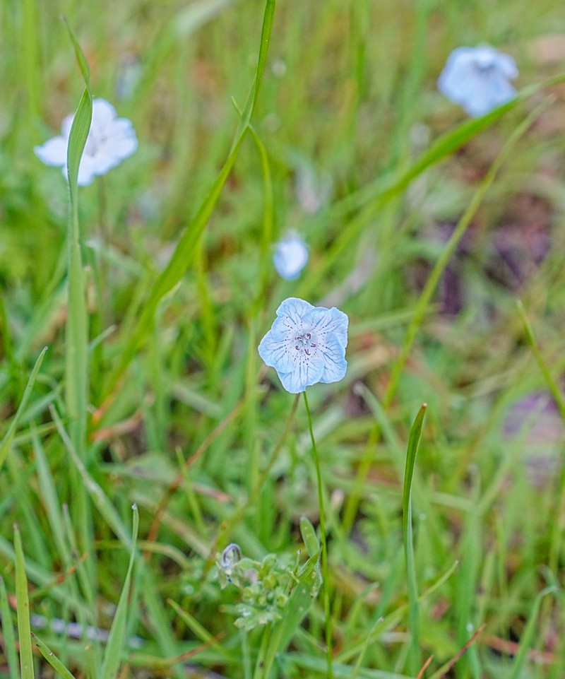 Nemophila menziesii var. menziesii photo 2