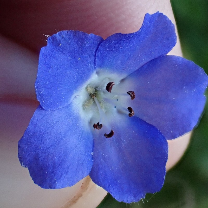 Nemophila menziesii var. menziesii photo 3