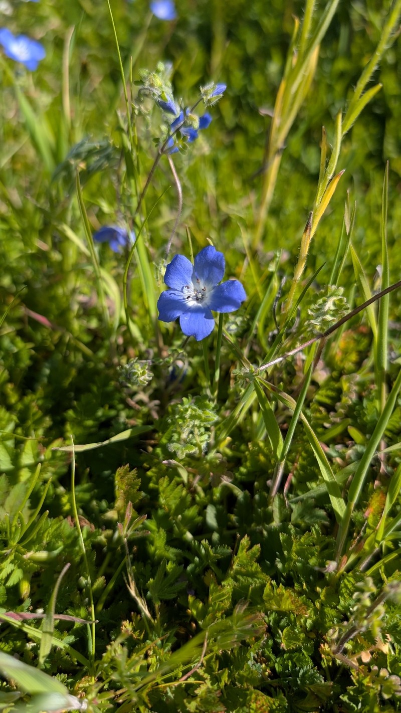 Nemophila menziesii var. menziesii photo 4