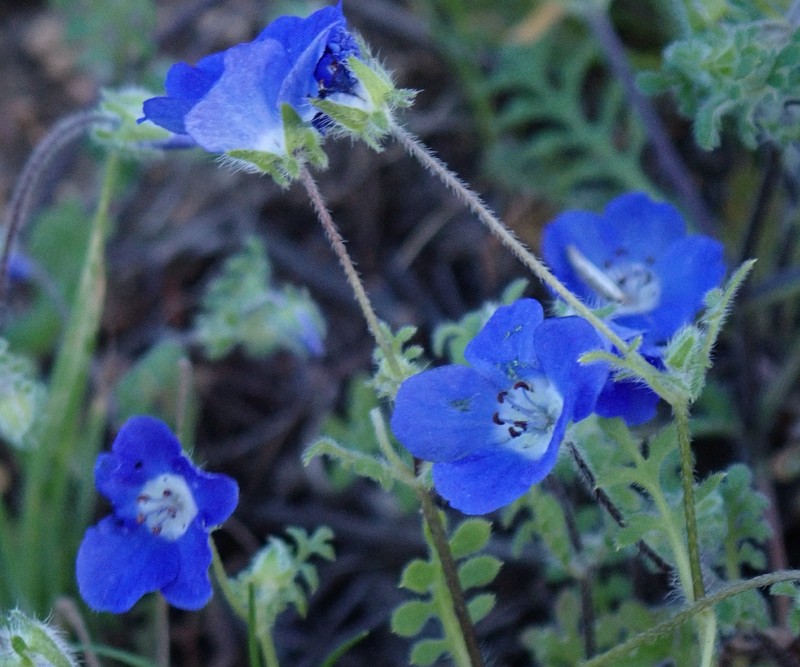 Nemophila menziesii var. menziesii photo 5