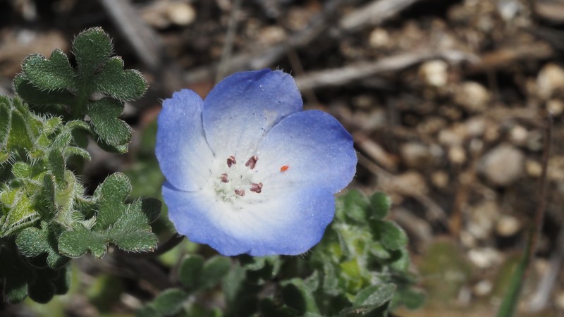 Nemophila menziesii var. menziesii photo 6