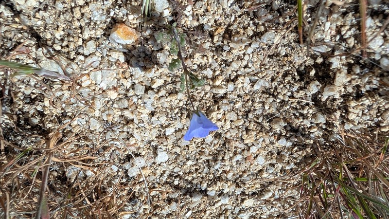 Nemophila menziesii var. menziesii photo 7