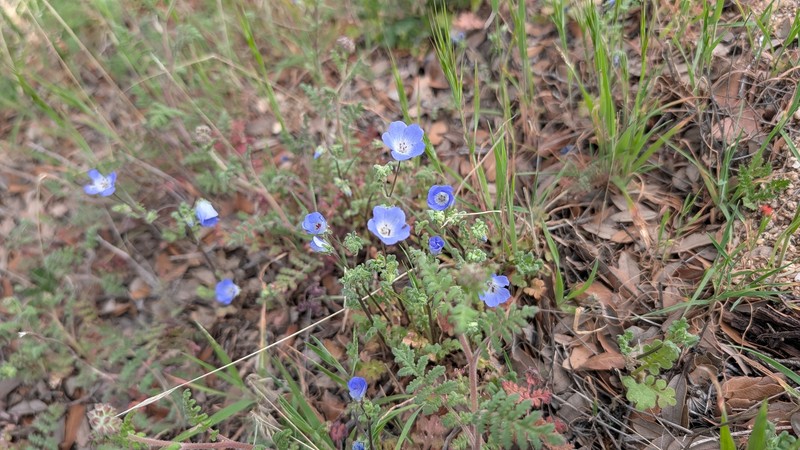 Nemophila menziesii var. menziesii photo 8