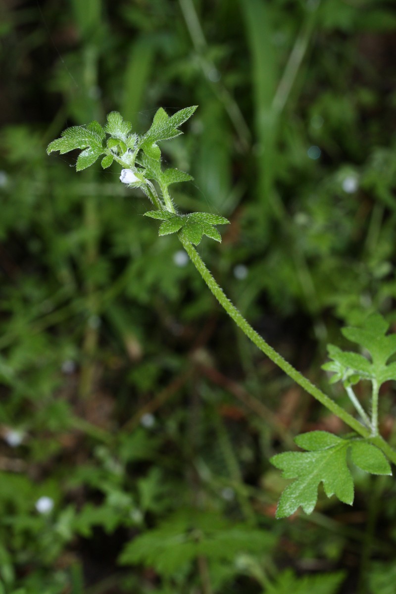 Smallflower Nemophila