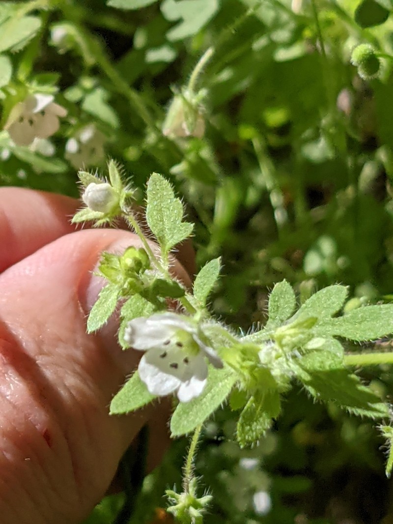 Smallflower Nemophila photo 2
