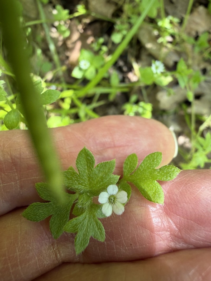 Smallflower Nemophila photo 4