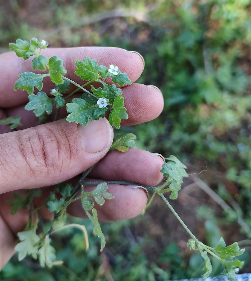 Nemophila parviflora var. austiniae