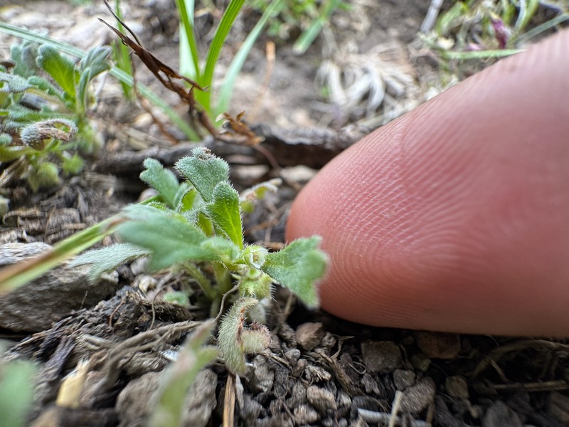 Nemophila parviflora var. austiniae photo 2