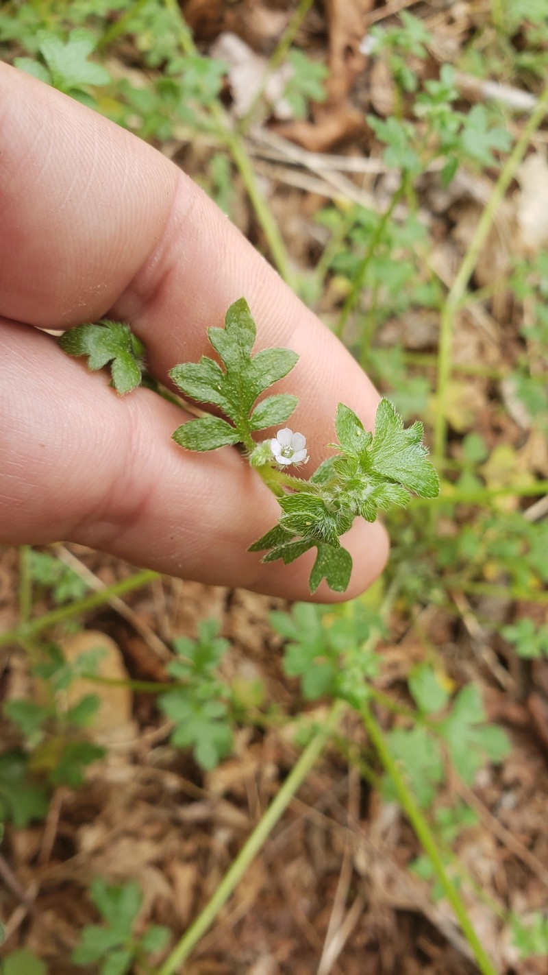 Nemophila parviflora var. austiniae photo 3