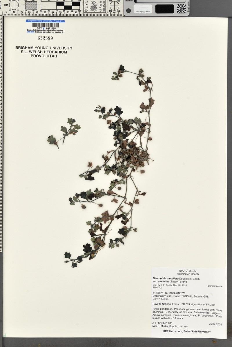 Nemophila parviflora var. austiniae photo 4