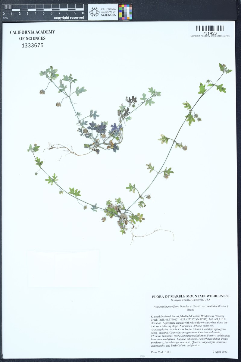 Nemophila parviflora var. austiniae photo 5